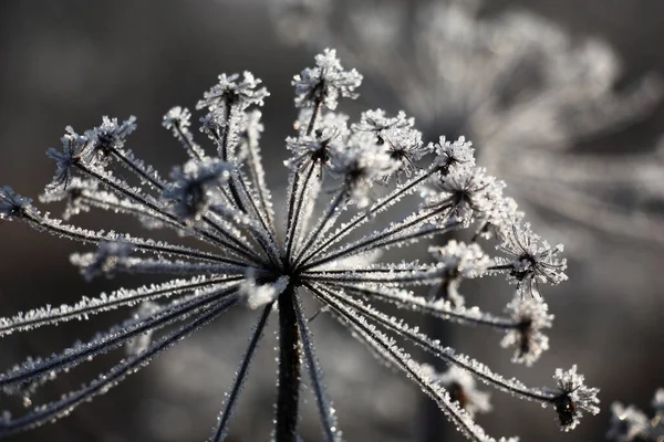 Inflorescences Sèches Une Plante Sauvage Dans Des Cristaux Scintillants Givre — Photo