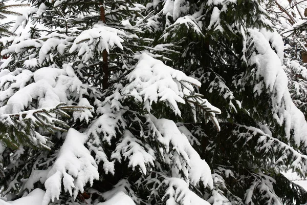 Ramos Abetos Uma Cobertura Neve Branca Fofa Depois Queda Neve — Fotografia de Stock