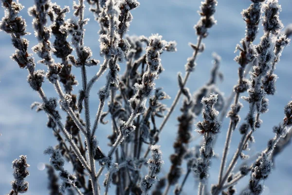 Θραύσμα Ξηρού Άγριου Φυτού Παγοκρυστάλλους Πάγου Μπλε Φόντο — Φωτογραφία Αρχείου