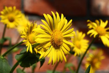 Some large yellow flowers of a doronicum against a brick wall. clipart