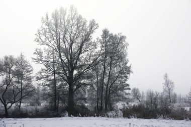 Puslu bir kış sabahı. Nehir kıyısındaki ağaçlar gümüşi bir buzulun içinde. Sihirli doğal resim.