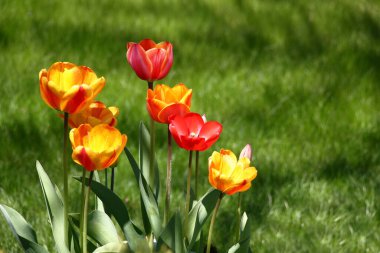Güneşli bir bahar günü. Laleler sarı ile parlak kırmızı çiçek açarlar. Toplamda bir çimenliğin yeşil arka planında.
