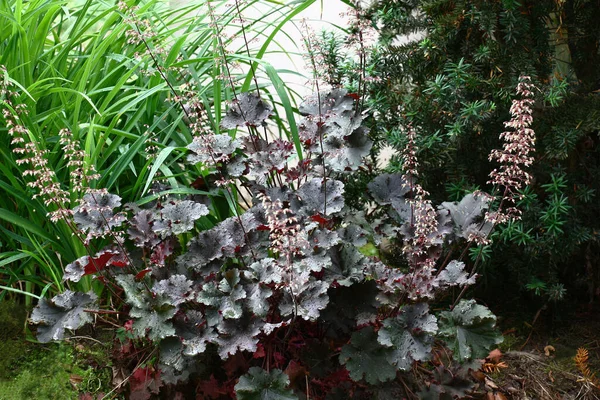 近くには花壇に長い緑の葉を持つ1日ユリがあり 濃いクラレットの葉を持つヒューチェラを咲かせます — ストック写真