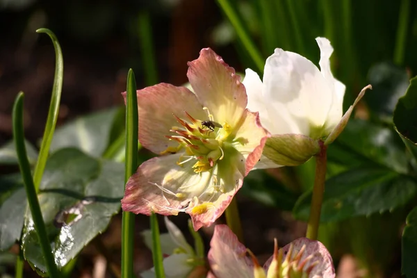 Sol Invierno Mañana Ilumina Las Flores Frescas Del Helleborus Niger — Foto de Stock