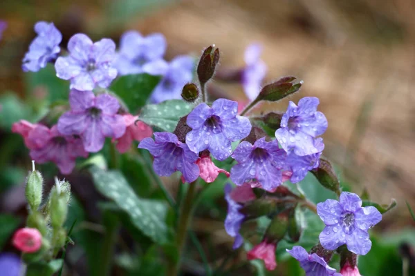 Egy Kertben Bővült Virágzik Kis Virágok Pulmonaria Saccharata Összesen Vízcseppek Stock Fotó