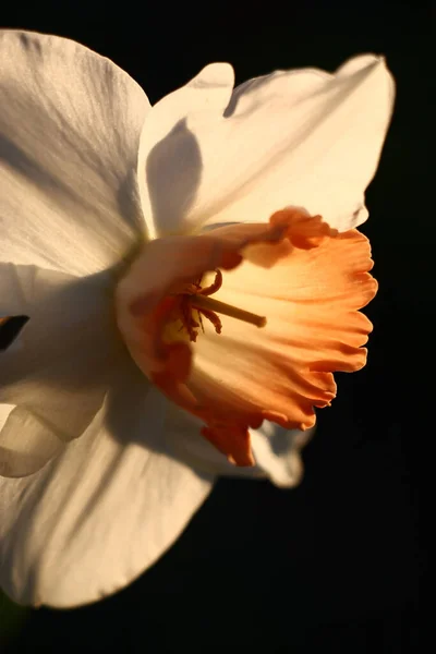 Noite Primavera Solar Uma Bela Flor Única Narciso Com Uma — Fotografia de Stock