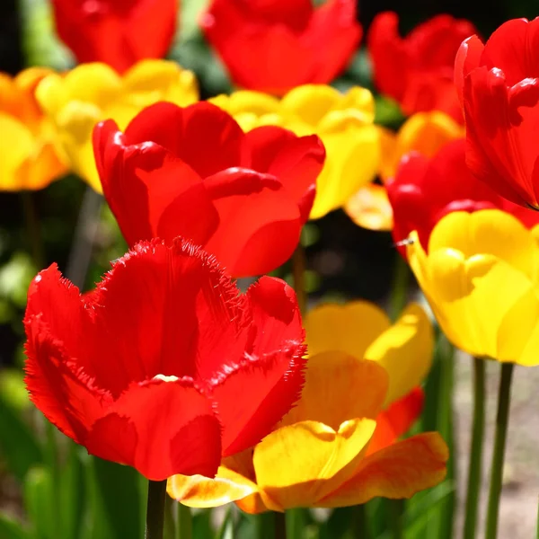 Dia Primavera Ensolarado Tulipas Com Botões Diferentes Uma Forma Cor — Fotografia de Stock