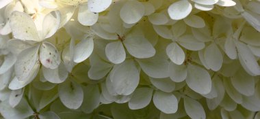 Ortanca paniklemesi infloresans parçası. Beyaz çiçekler gölgede..