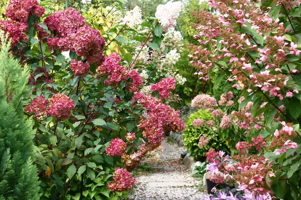 Día Otoño Fragmento Jardín Decorativo Con Los Arbustos Hortensia Flor —  Fotos de Stock