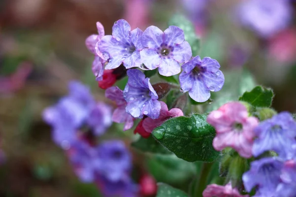 Garden Has Expanded Blossoms Small Flowers Pulmonaria Saccharata Total Water — Stock Photo, Image