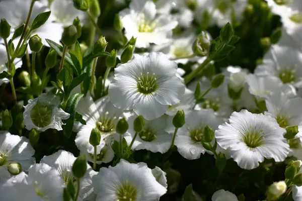 Verano Brillante Día Soleado Después Lluvia Deslumbrante Blanco Las Flores — Foto de Stock