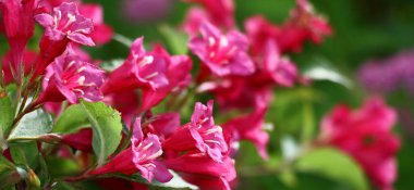 Çiçek açan buğday dalıyla parlak çiçekler ve taze yeşil yapraklarla.