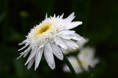 Büyük, pofuduk, güzel bir papatya yaprağı ve aynı büyüklükte önemli miktarda taç yaprakları. Bir çiçeğin ortasında ve küçük sarı taç yaprakları. Uzakta üç çiçek daha görünüyor..