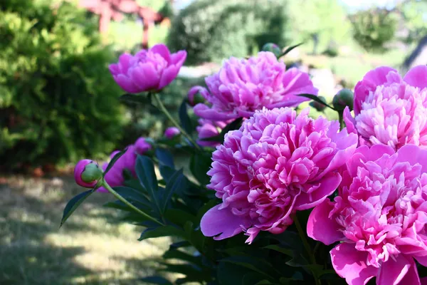 Large Flowers Peony Terry Pink Petals Decoration Garden Any Time — Stock Photo, Image