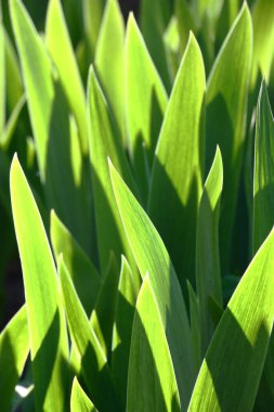 Akşam güneşinin ışıltısında genç, taze bir iris yaprağı. Işık ve gölgenin oynadığı soyut bir resim.
