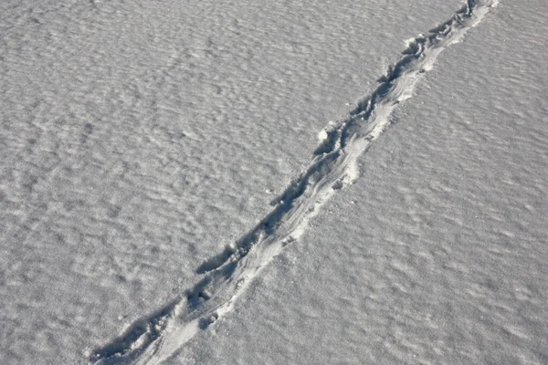 날입니다 얼음으로 덮였고 위에서는 솜털같은 눈으로 덮였다 위에는 트랙인 비버의 — 스톡 사진