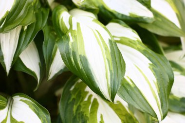 Üç renkle boyanmış, hatırı sayılır miktarda yaprağı olan muhteşem bir ev sahibi..
