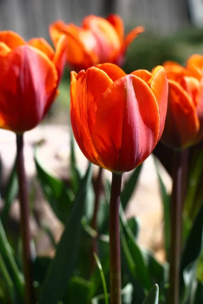 Dia Primavera Ensolarado Canteiro Flor Tulipas Magníficas Grau Flor Princesa — Fotografia de Stock