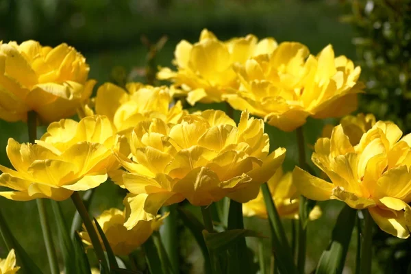 Sunny Spring Day Large Number Yellow Terry Tulips Create Very — Stock Photo, Image