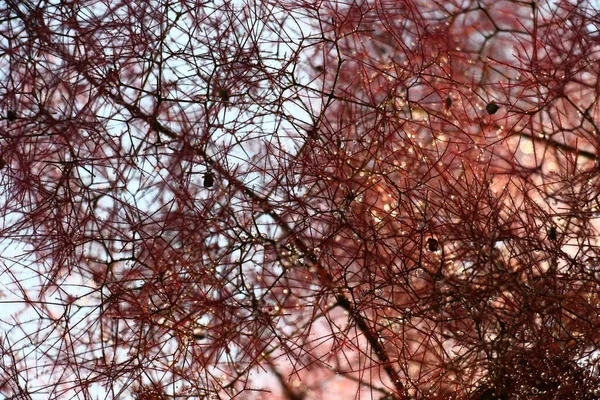 Dopo Che Cotinus Fuggiaschi Giù Piovoso Piegato Sotto Peso Gocce — Foto Stock