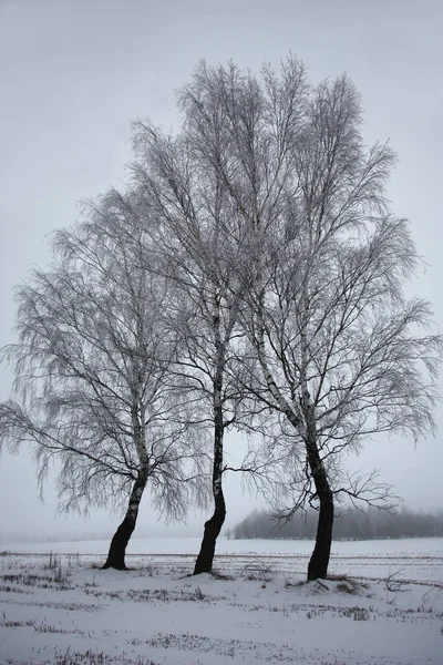 Winter Slightly Foggy Morning Snow Covered Field Three Birches Covered Royalty Free Stock Images