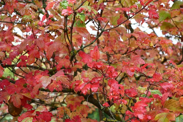 Осеннее Дождливое Утро Осенью Раскрашены Листья Камышовой Розы Яркие Цвета — стоковое фото