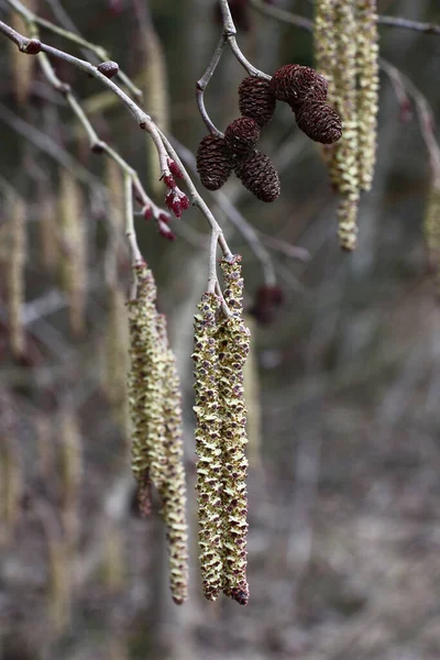 Wiosną Natura Ożywia Gałęziach Olchy Zeszłoroczne Szyszki Nowe Kolczyki — Zdjęcie stockowe