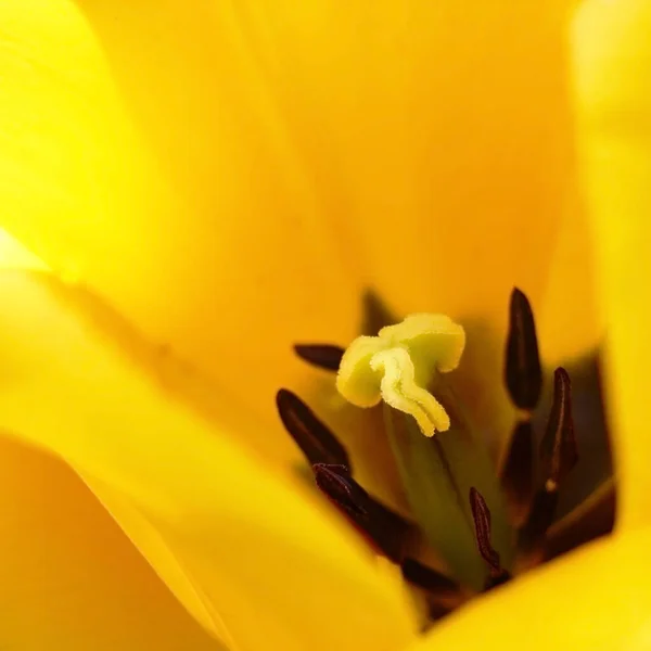 Fragment Single Tulip Bright Petals Create Yellow Background Different Tones — Stock Photo, Image