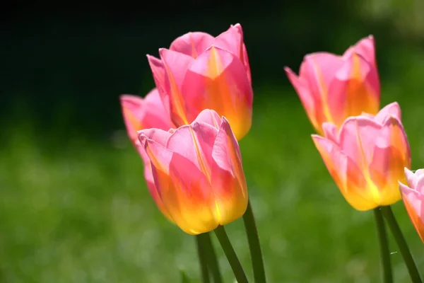 Sunny Spring Day Very Beautiful Tulips Grade Tom Pouce Pink — Stock Photo, Image