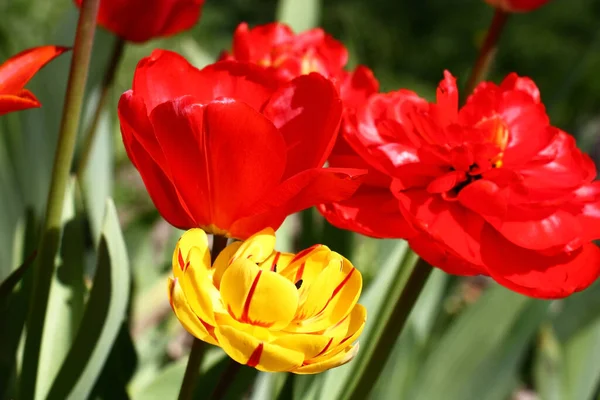 Dia Primavera Ensolarado Tulipas Com Botões Diferentes Uma Forma Cor — Fotografia de Stock