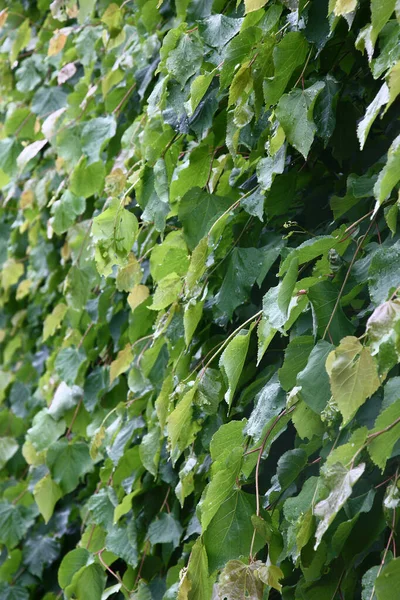 若い暴走と高密度に植えられたリンデンの新鮮な葉は 現在の障壁を作り出します — ストック写真