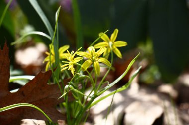 Bahar güneşli bir gün. Gagea, bir meşe ağacının düşmüş kahverengi yaprakları arasında küçük sarı çiçekler açtı..