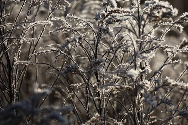 Los Escapes Oscuros Caóticos Solidago Están Cubiertos Con Cristales Centelleantes — Foto de Stock