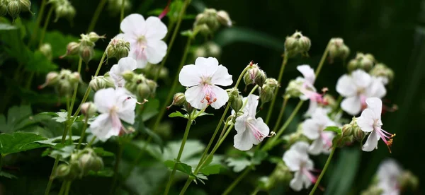 Panorama Del Geranio Floreciente Flores Blancas Hojas Verdes Brotes Abiertos —  Fotos de Stock