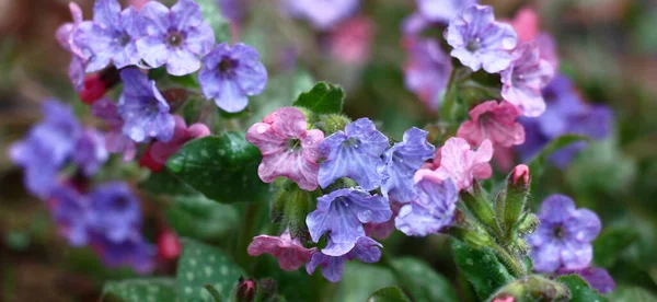 Jardim Expandiu Floresce Pequenas Flores Pulmonaria Saccharata Total Gotas Água — Fotografia de Stock