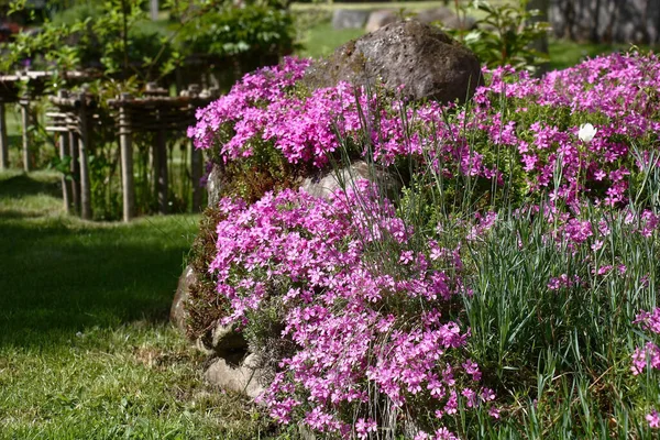 Sunny Spring Day Drought Resistant Phlox Subulata Well Grows Tops — Zdjęcie stockowe