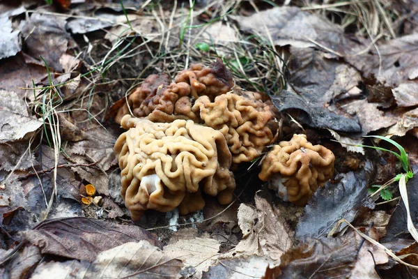 Entre Cogumelos Primavera Folhagem Podre Caídos Morels Cresceram — Fotografia de Stock