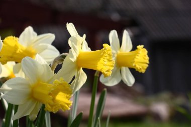 Çok sayıda narsist, sabah güneşinin ışıltılarında ve zıt bir şekilde parlar..
