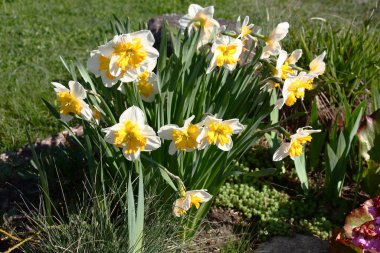 Çok sayıda narsist, sabah güneşinin ışıltılarında ve zıt bir şekilde parlar..