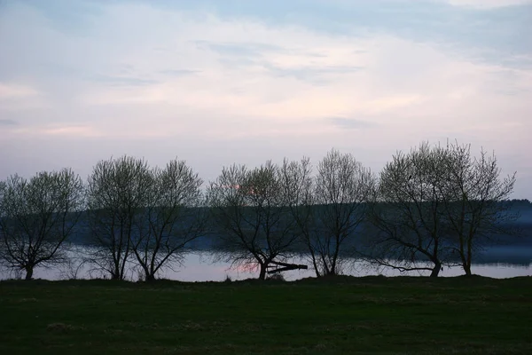 Evening Lighting Green Meadow Willows Coast Young Foliage Iron Lake — стоковое фото