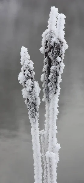 Winter Frosty Morning River Background Gray Water Escapes Typha Covered — Foto Stock