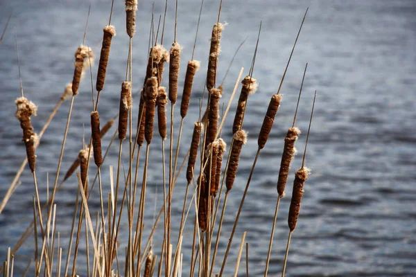 Spring Sunny Day Dry Last Year Typha Background Water Easy — Fotografia de Stock