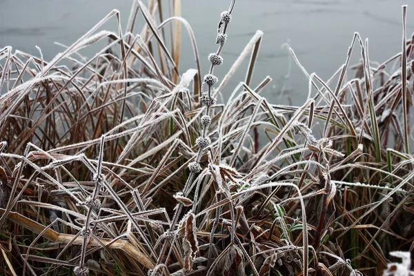 Long Dry Brown Leaves Marsh Sedge White Crystals Hoarfrost Gray — Stock fotografie