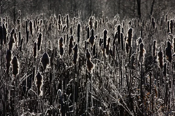 Winter Sunny Frosty Day Small River Large Number Tupha Grows — Stockfoto