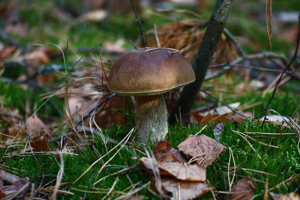 Cep Grows Wood Emerald Moss Fallen Needles — Stockfoto