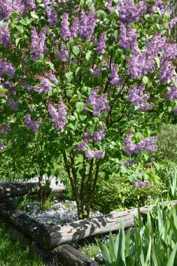 Spring sunny day. The accurate young bush of a lilac grows and plentifully blossoms in a flower bed. The phlox subulata blossoms under a bush. Irises and peonies grow at a row.