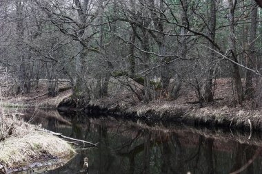 On coast a dry grass and naked branches on black trunks of trees. On a gray water surface of reflection of trees.