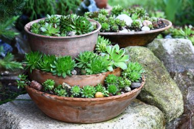 Büyük taşların üzerindeki bir bahçede çeşitli şekillerde taze yeşil sempervivum yetişir..