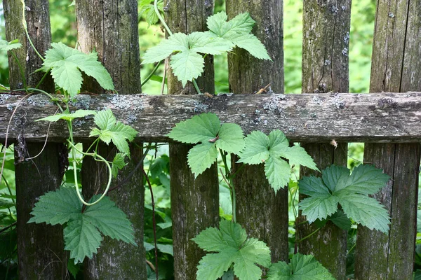 Det Gamla Staketet Landsbygden Var Tvinnat Löpare Vild Humle Med — Stockfoto