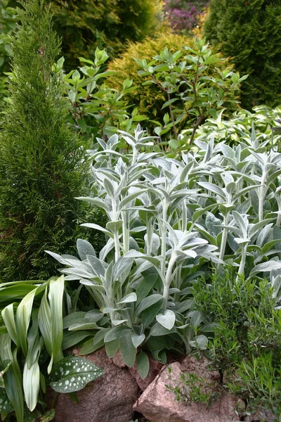 Bir Yaz Dekoratif Bahçesinin Parçası Yeşil Bir Thuja Diğer Bitkilerin — Stok fotoğraf